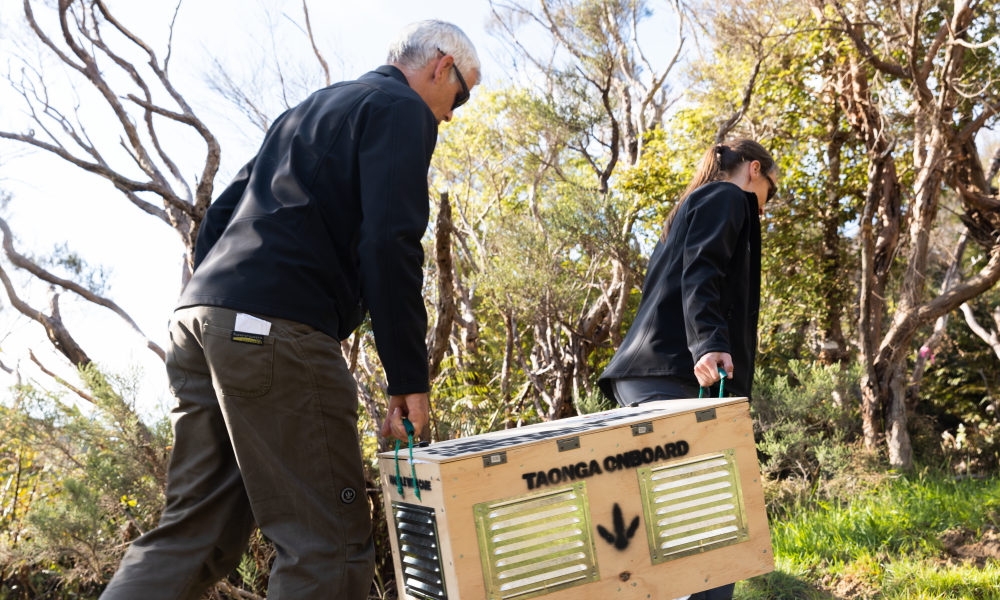 Capital Kiwi Project carrying a kiwi box in the forest